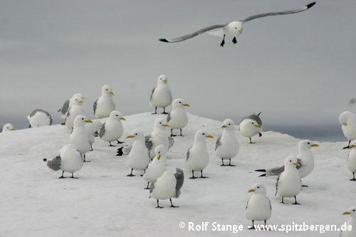 Black-legged kittiwakes