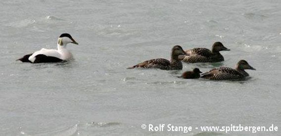 Common eider ducks, Forlandsund