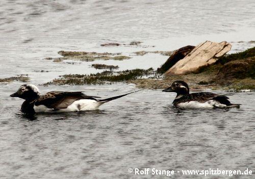 Long-tailed duck