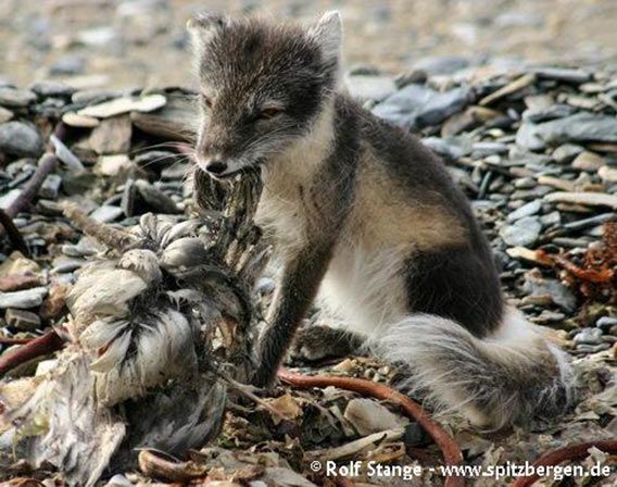 Arctic fox in summer coat, Engelskbukta