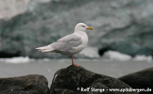 Glaucous gull, Alkefjellet