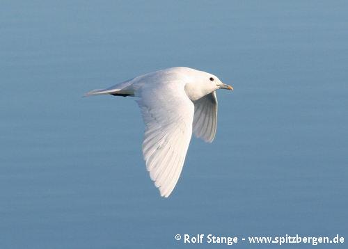 Ivory gull