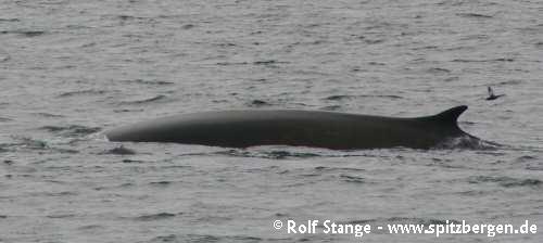 Fin whale