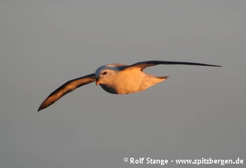 Northern fulmar