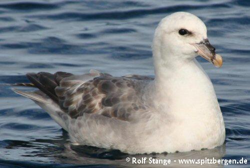 Northern fulmar