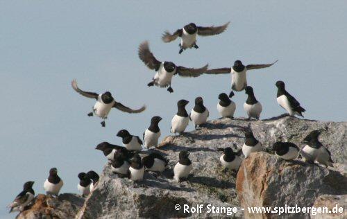 Little auks, Fuglesongen