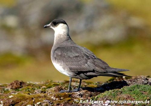 Arctic skua