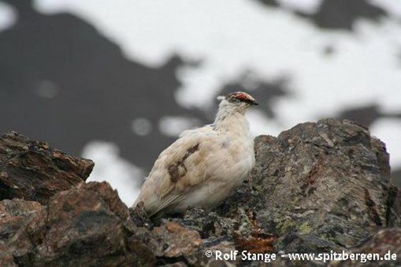 Svalbard Ptarmigan