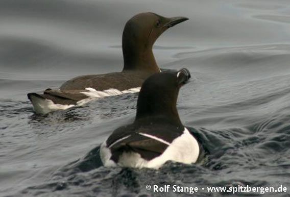 Razorbill