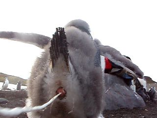 ... and a Gentoo Penguin in the South Shetlands, displaying a slightly less royal behaviour