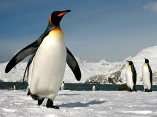 King Penguins in South Georgia ...