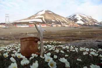 Longyearbyen, flowering Mountain avens and my arctic mug