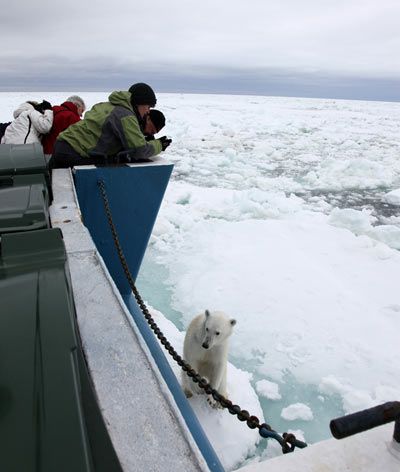 One of our friendly polar bears