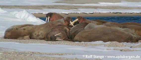 Walrus haulout site in southwestern Nordaustland