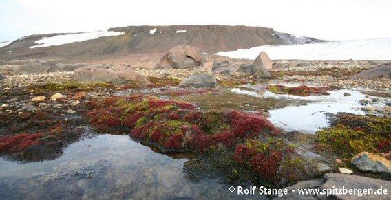 Colourful mosses in a little riverbed (Augustabukta). The red colouration is a sign for malnutrition