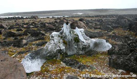 Old whalebone, mosses and lichens in dolerite tundra (Franzøya)