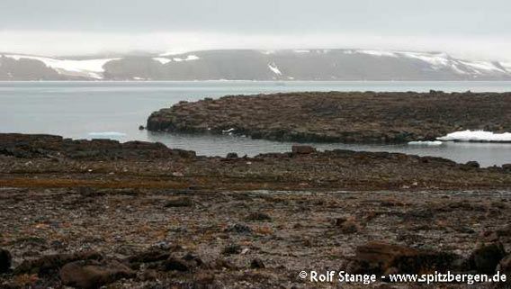 Barren tundra with some lichens and mosses (Guldénøya, Wahlenbergfjord)