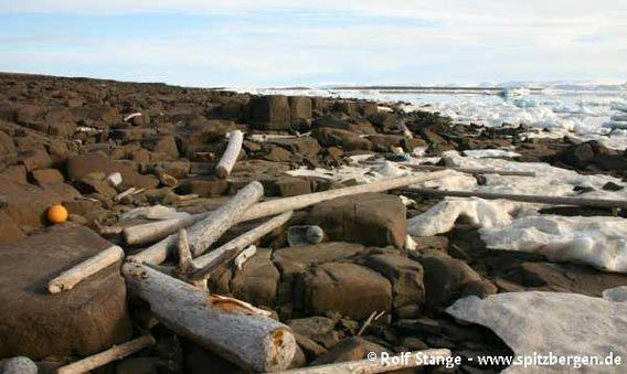 Driftwood on the coast of Nystrømøya