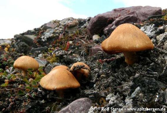 Tundra with mushrooms in Lomfjord / Reindeer with the ice cap Valhallfonna north of Lomfjord in the background