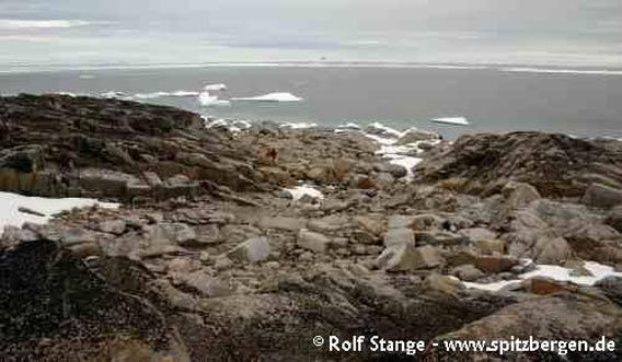 Foynøya (northern end, looking west)