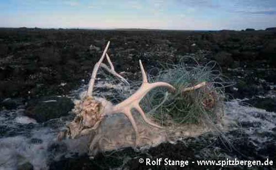 Remains of a reindeer that got entangled and then died a slow death in an old fishing net on washed up on the beach. Lågøya