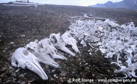 Beluga bones in Van Keulenfjord