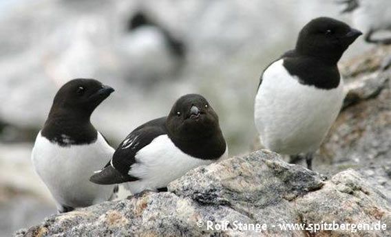 Little auks in northwestern Spitsbergen