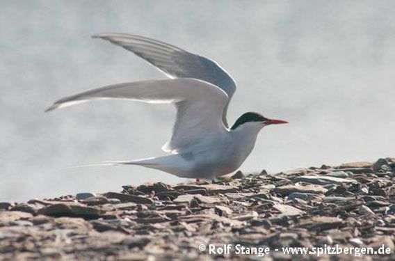 Arctic tern, Liefdefjord