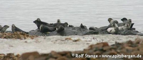 Harbour seals at Prins Karls Forland