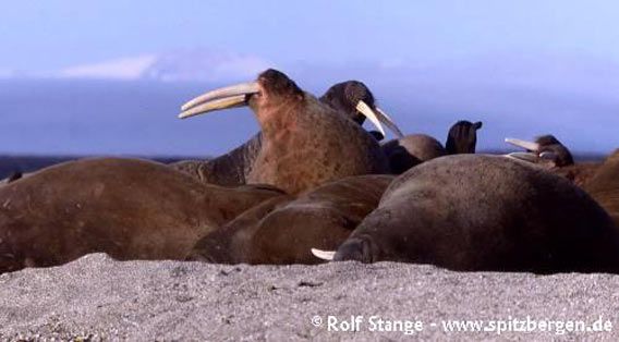 Inhabitants of Hinlopen Strait II: walrusses on Nordaustland