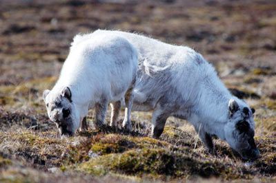 Reindeer hunt