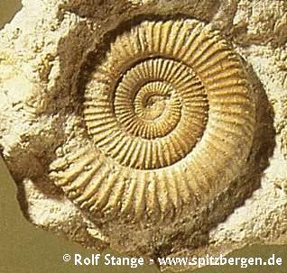 Ammonite (Jurassic)