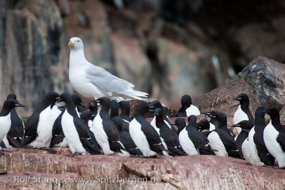 Inhabitants of the Hinlopen Strait I: Brünich's guillemots, Alkefjellet