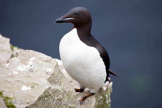 Brünich’s guillemot