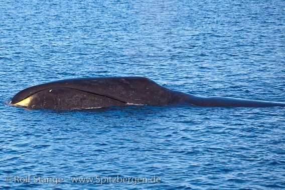 Bowhead whale