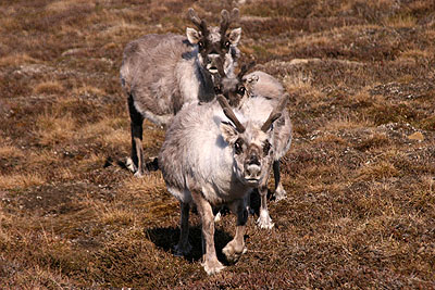 Positive netto balance in 2009 - Adventdalen