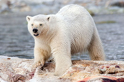 Deadly polar bear attack in Tempelfjord -></noscript> Drottenneset” title=”Deadly polar bear attack in Tempelfjord -> Drottenneset” width=”400″ height=”267″ class=”size-full wp-image-7669″ /></div>
<p>Source: Sysselmannen</p>
<script>