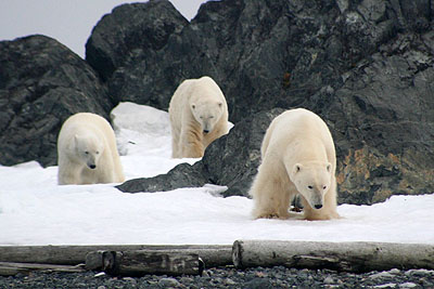 Polar bear research - field season 2010