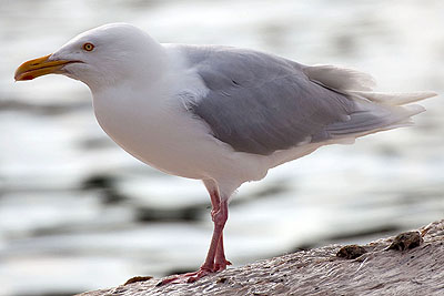 High levels of environmental toxins in Glaucous gulls -></noscript> Glaucous gull” title=”High levels of environmental toxins in Glaucous gulls -> Glaucous gull” width=”400″ height=”267″ class=”size-full wp-image-8579″ /></p>
</div>
<p>Source: <a href=