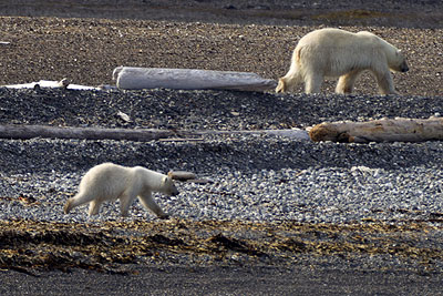 Polar bear family