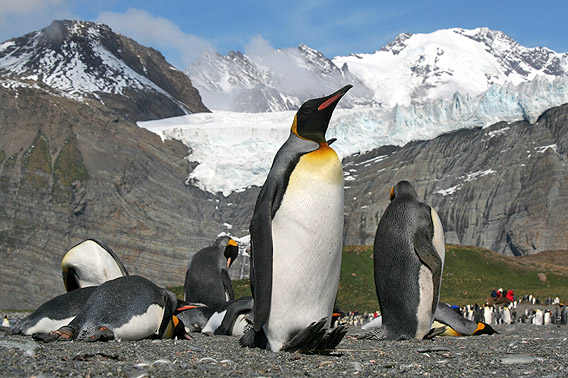 Gold Harbour, South Georgia