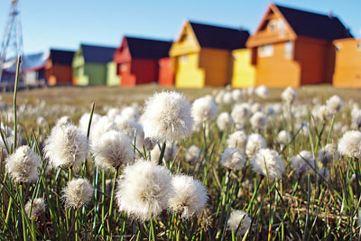 Drug abuse in Longyearbyen: Cottongrass, Longyearbyen