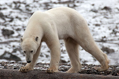 Polar bear attack in Tempelfjord - Polar bear, Duvefjord