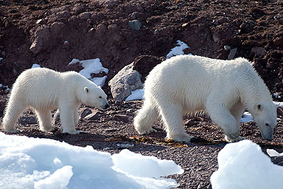 Species polar bear older than believed so far - Polar bear family, Spitsbergen