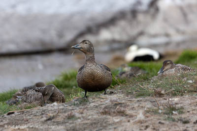 Eider duck news - Breeding common eider ducks