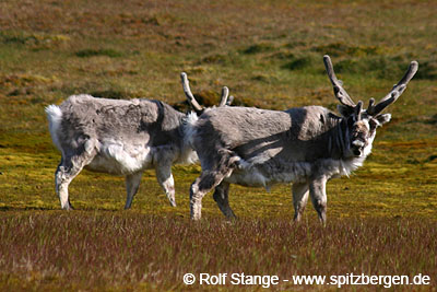 Spitzbergen-Rentiere.