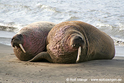 Walrus population on the growth