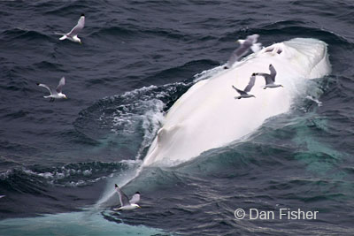 White humpback whale