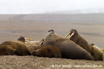 flying low over walrus colony: Walrusses, Nordaustland