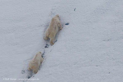 Chasing polar bears with helicopter in the name of science - Polar bears at Nordenskjöldbreen